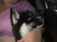 Siberian Husky Puppies for sale in Lynchburg, VA, USA. price: $4,000