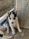 Siberian Husky Puppies for sale in Tucson, AZ, USA. price: NA
