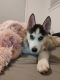 Siberian Husky Puppies for sale in Mountain Home AFB, ID, USA. price: $2,000