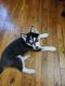 Siberian Husky Puppies for sale in New Brunswick, NJ, USA. price: $1,350
