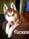 Siberian Husky Puppies for sale in Horicon, WI 53032, USA. price: NA