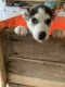 Siberian Husky Puppies for sale in N Fayetteville St, Asheboro, NC, USA. price: NA