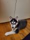 Siberian Husky Puppies for sale in New Brunswick, NJ, USA. price: $1,200
