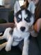 Siberian Husky Puppies for sale in Medical Lake, WA 99022, USA. price: $550