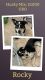 Siberian Husky Puppies for sale in Virginia Beach, VA, USA. price: $1,000