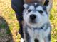 Siberian Husky Puppies for sale in Jacksonville, AR, USA. price: NA