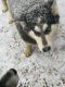 Siberian Husky Puppies for sale in Aberdeen, WA, USA. price: NA