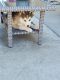 Siberian Husky Puppies for sale in Pacoima, Los Angeles, CA, USA. price: $900