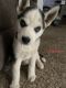Siberian Husky Puppies for sale in Lancaster, CA 93534, USA. price: NA