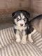 Siberian Husky Puppies for sale in Denver, CO 80226, USA. price: $500