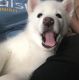 Siberian Husky Puppies for sale in Lompoc, CA 93436, USA. price: NA
