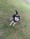 Siberian Husky Puppies for sale in Uniontown, PA 15401, USA. price: $600