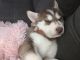 Siberian Husky Puppies for sale in Tucson, AZ 85743, USA. price: NA