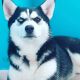 Siberian Husky Puppies for sale in 3000 Park Ave, The Bronx, NY 10451, USA. price: NA
