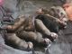 Siberian Husky Puppies for sale in North Charleston, SC 29406, USA. price: $800