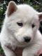 Siberian Husky Puppies for sale in Watsonville, CA, USA. price: NA