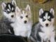 Siberian Husky Puppies for sale in Rochester, MN 55901, USA. price: NA