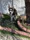 Siberian Husky Puppies for sale in West Covina, CA, USA. price: NA