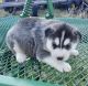 Siberian Husky Puppies for sale in 1001 Maplehurst Ave, Montpelier, OH 43543, USA. price: NA