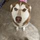 Siberian Husky Puppies for sale in Fort Riley, KS, USA. price: $700
