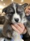 Siberian Husky Puppies for sale in Idaho City, ID 83631, USA. price: NA