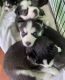 Siberian Husky Puppies for sale in Northridge, Los Angeles, CA, USA. price: NA