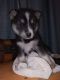 Siberian Husky Puppies for sale in Chula Vista, CA, USA. price: $250