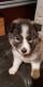 Siberian Husky Puppies for sale in Chula Vista, CA, USA. price: $450