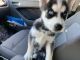 Siberian Husky Puppies for sale in University Square Mall, Tampa, FL 33612, USA. price: NA