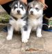 Siberian Husky Puppies for sale in California City, CA, USA. price: $500