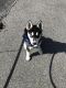 Siberian Husky Puppies for sale in Plymouth, MA, USA. price: NA