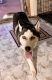 Siberian Husky Puppies for sale in Paterson, NJ, USA. price: $2,000