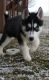 Siberian Husky Puppies for sale in Torrance, CA 90510, USA. price: NA