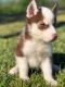Siberian Husky Puppies for sale in Miami Lakes, FL, USA. price: NA