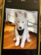Siberian Husky Puppies for sale in Boston, MA, USA. price: $2,500