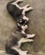 Siberian Husky Puppies for sale in North Bergen, NJ, USA. price: $450