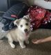 Siberian Husky Puppies for sale in Clovis, CA 93611, USA. price: NA