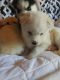 Siberian Husky Puppies for sale in North Little Rock, AR, USA. price: NA