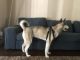 Siberian Husky Puppies for sale in 22309 SW 66th Ave, Boca Raton, FL 33428, USA. price: NA