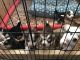 Siberian Husky Puppies for sale in Fort Worth, TX, USA. price: $1,200