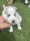 Siberian Husky Puppies for sale in Upland, CA, USA. price: NA