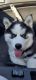 Siberian Husky Puppies for sale in Schnecksville, PA 18078, USA. price: NA