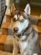 Siberian Husky Puppies for sale in Schenectady, NY, USA. price: $400