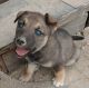 Siberian Husky Puppies for sale in Killeen, TX, USA. price: $250