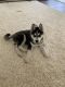 Siberian Husky Puppies for sale in Hampton, GA 30228, USA. price: $2,900