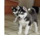 Siberian Husky Puppies for sale in St Paul, MN, USA. price: $850