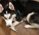 Siberian Husky Puppies for sale in Colonial Heights, VA 23834, USA. price: NA