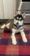 Siberian Husky Puppies for sale in Loveland, CO, USA. price: $900