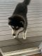 Siberian Husky Puppies for sale in Colton, OR, USA. price: NA
