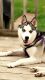 Siberian Husky Puppies for sale in Springfield, OH, USA. price: $850
